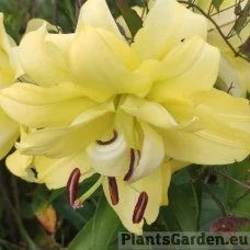 Liilia Exotic Sun